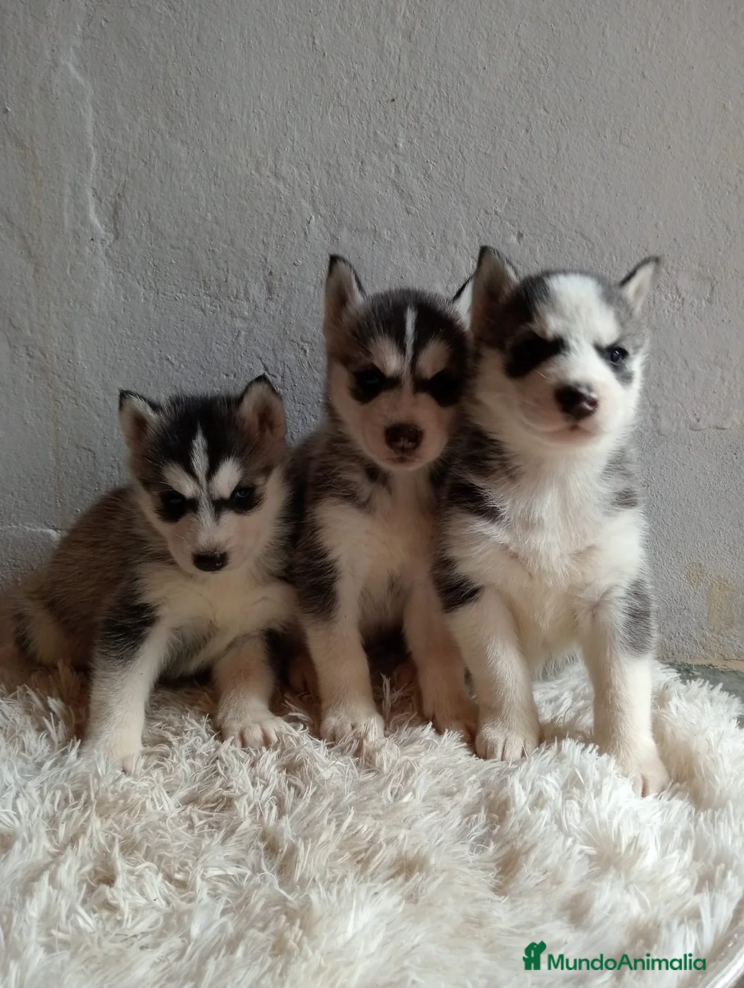 Husky Siberiano perros en venta: CACHORROS HUSKY SIBERIANO  - Anuncio 2