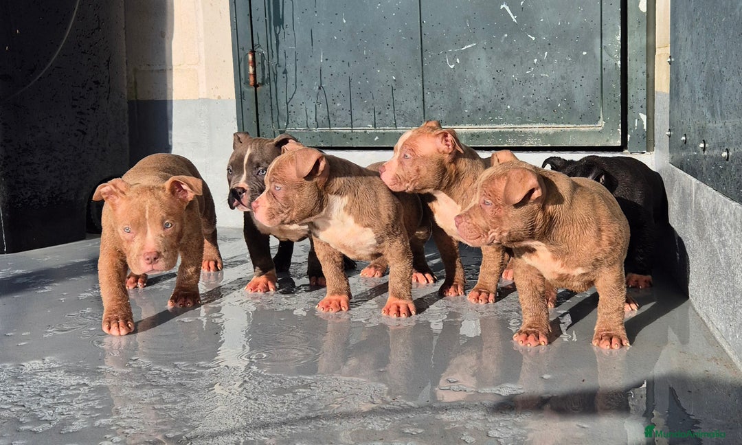 American Bully perros en venta: American Bully Pocket  - Anuncio 4