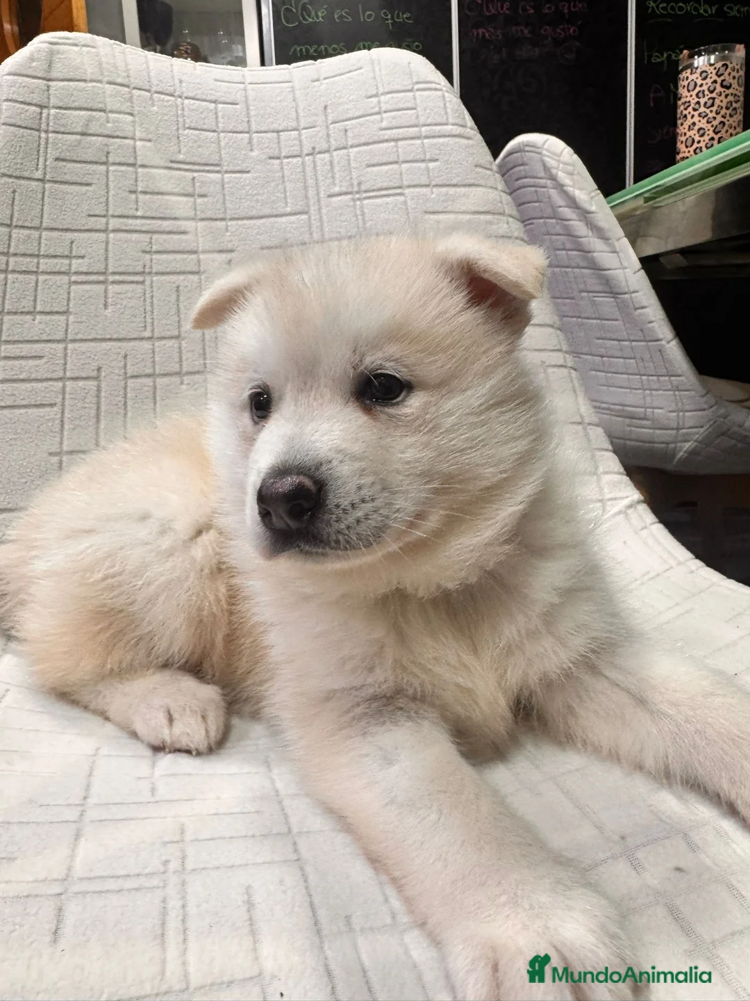 Pomsky perros en venta: Cachorro macho de Pomsky  - Anuncio 5