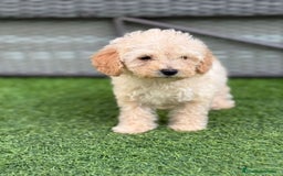 Caniche Toy perros en venta: Caniche toy  - Imagen 2