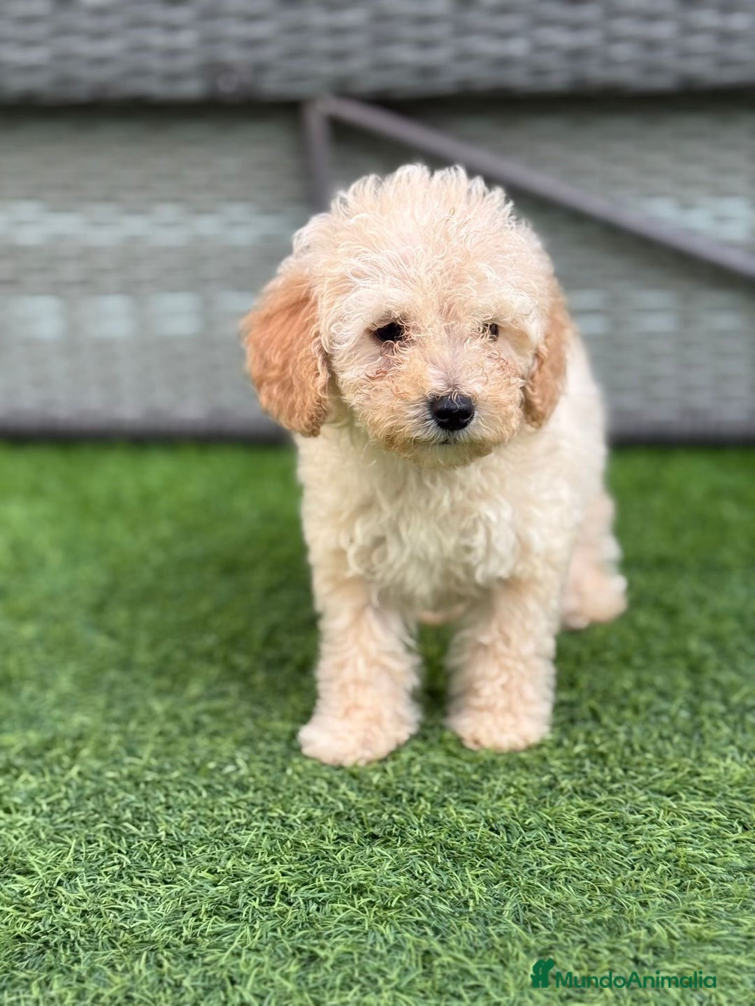 Caniche Toy perros en venta: Caniche toy  - Imagen 2