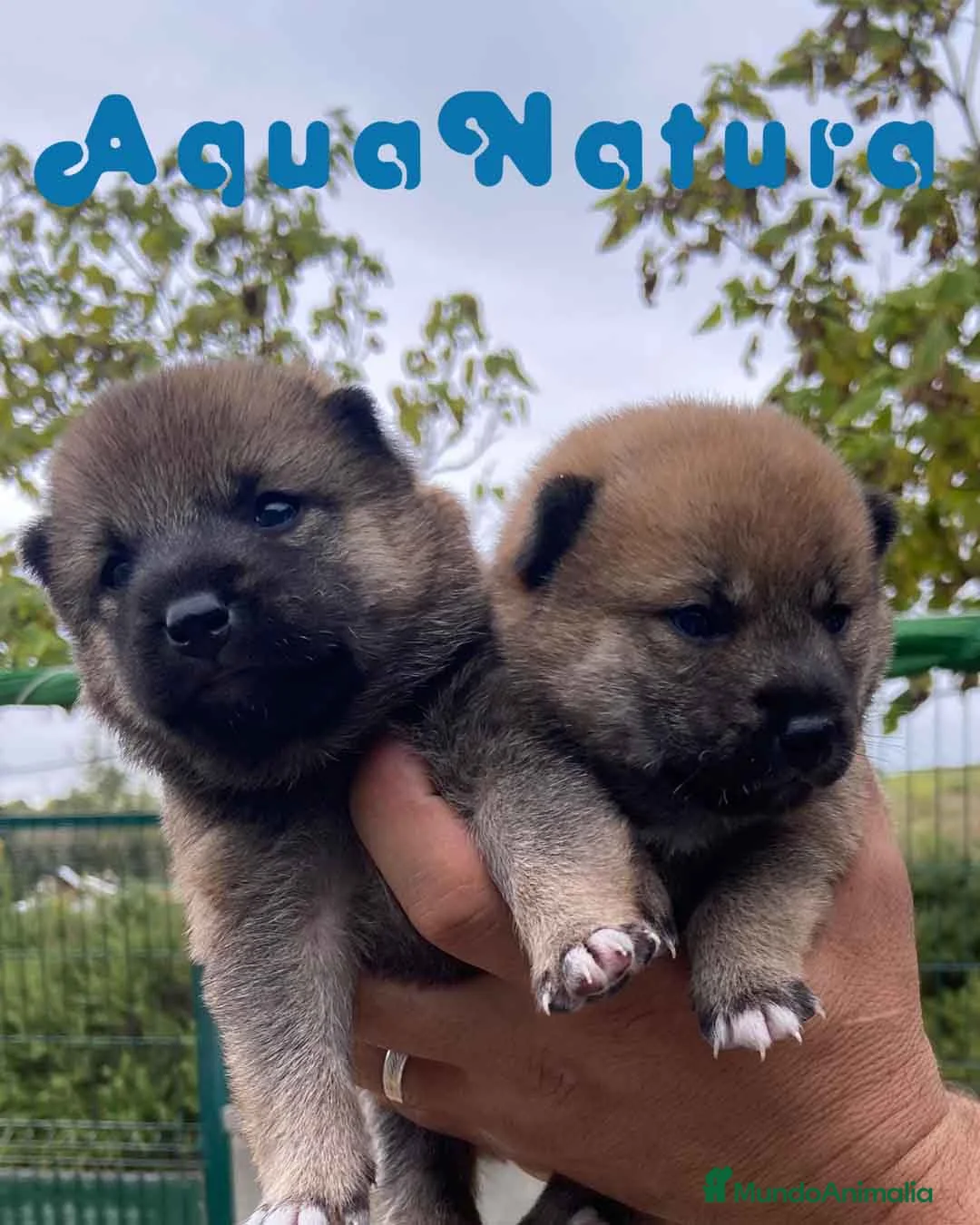 Shiba Inu perros en venta: Camada Shiba Inu de Marina y Simbad - AQUANATURA en Barcelona - Anuncio 6