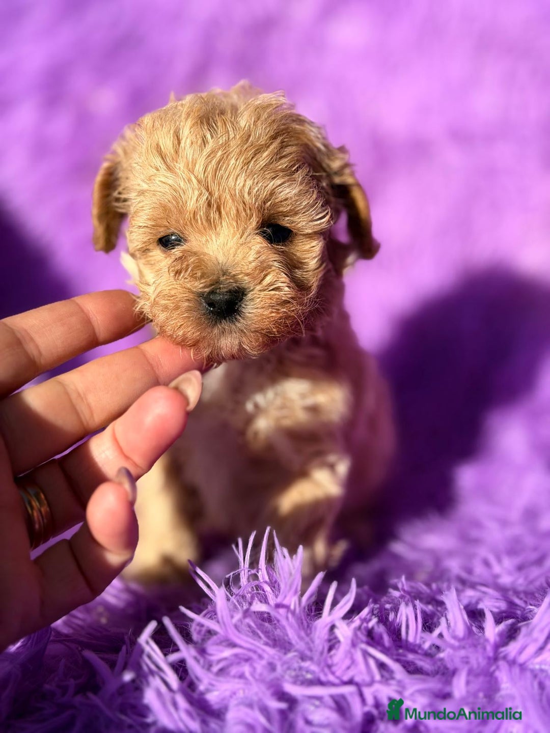 Maltipoo perros en venta: MALTIPOO TOY DISPONIBLES - Anuncio 1