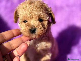 Maltipoo perros MALTIPOO TOY DISPONIBLES - Anuncio 5