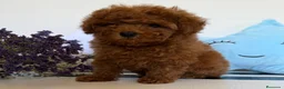 Caniche Toy perros en venta: Caniche toy hembra disponible tacita de té! - Anuncio 1