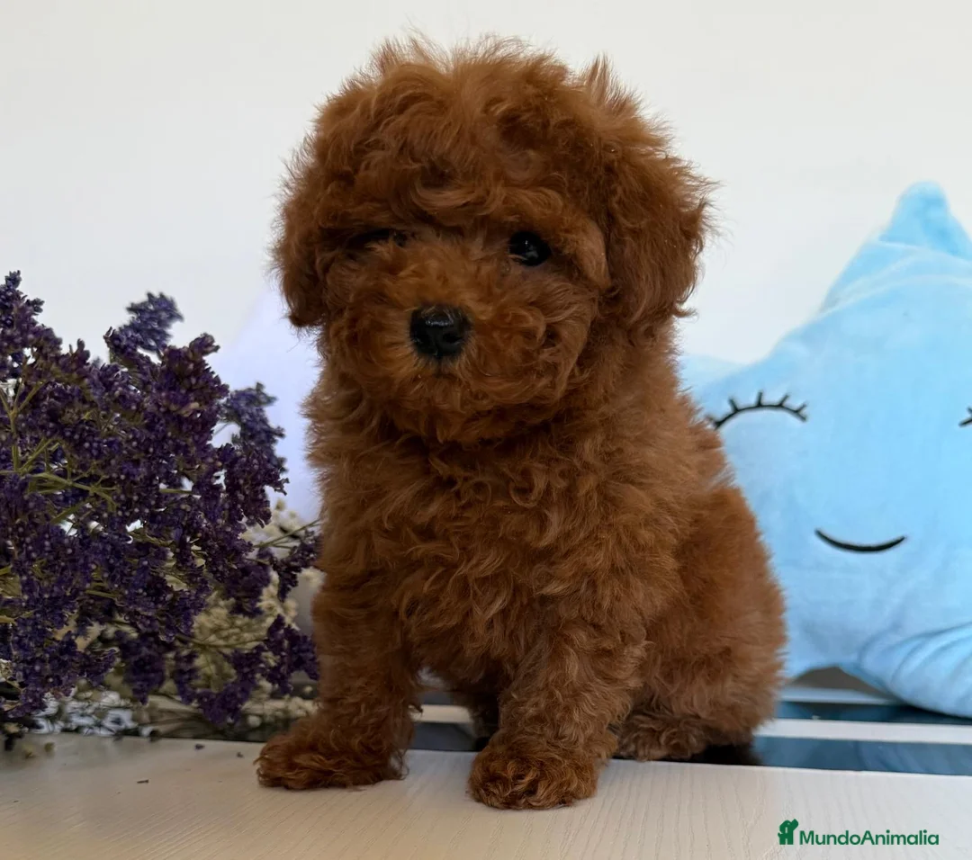 Caniche Toy perros en venta: Caniche toy hembra disponible tacita de té! - Anuncio 1