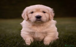 Golden Retriever perros en venta: Camada Golden Retriever  - Imagen 3