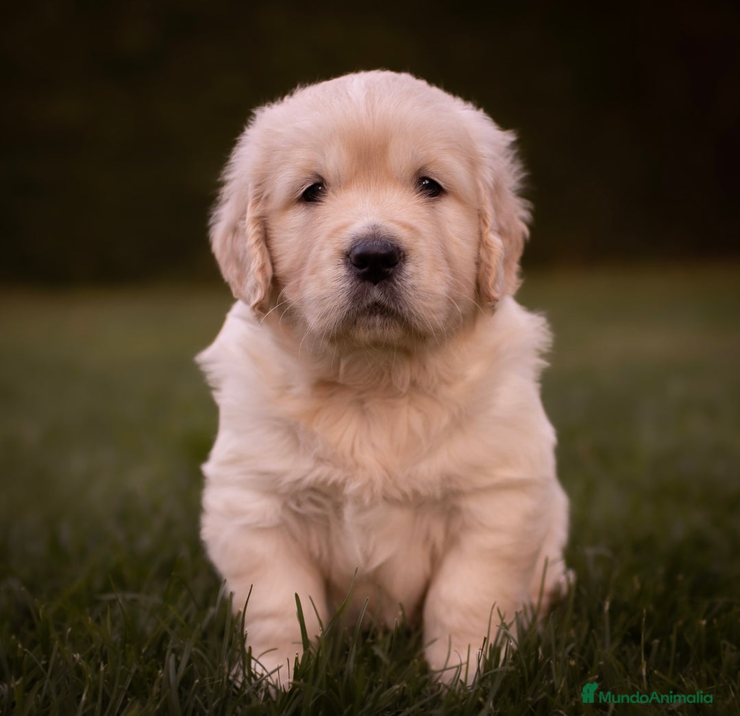 Golden Retriever perros en venta: Camada Golden Retriever  - Imagen 3