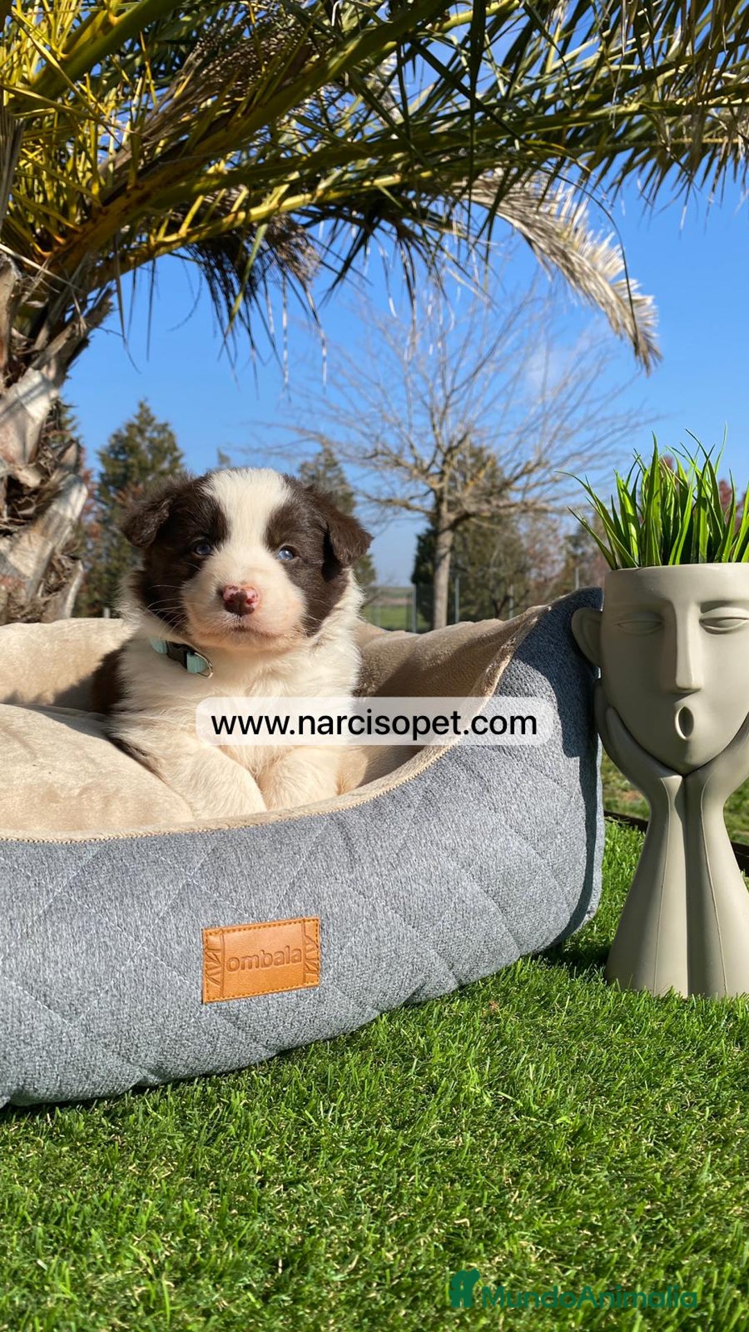 Border Collie perros en venta: CRIADERO DE BORDER COLLIE CHOCOLATE - Imagen 2