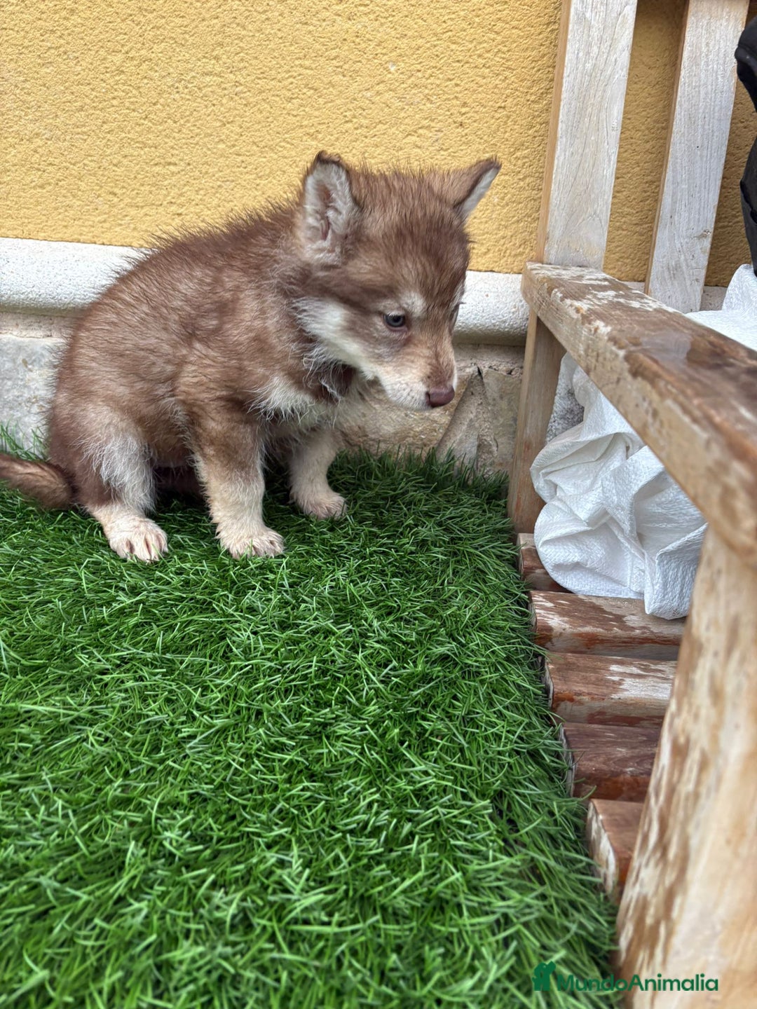 Husky Siberiano perros en venta: Hembra Husky Siberiano roja  - Anuncio 15