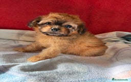 Shihpoo perros en venta: Preciosos ShihPoos de varios colores - Imagen 9