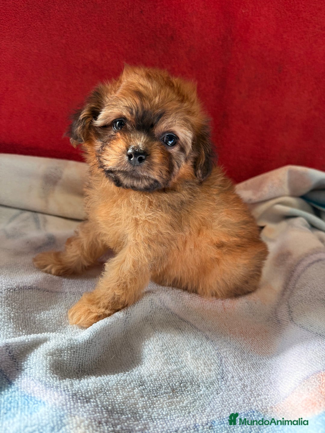 Shihpoo perros en venta: Preciosos ShihPoos de varios colores - Imagen 9