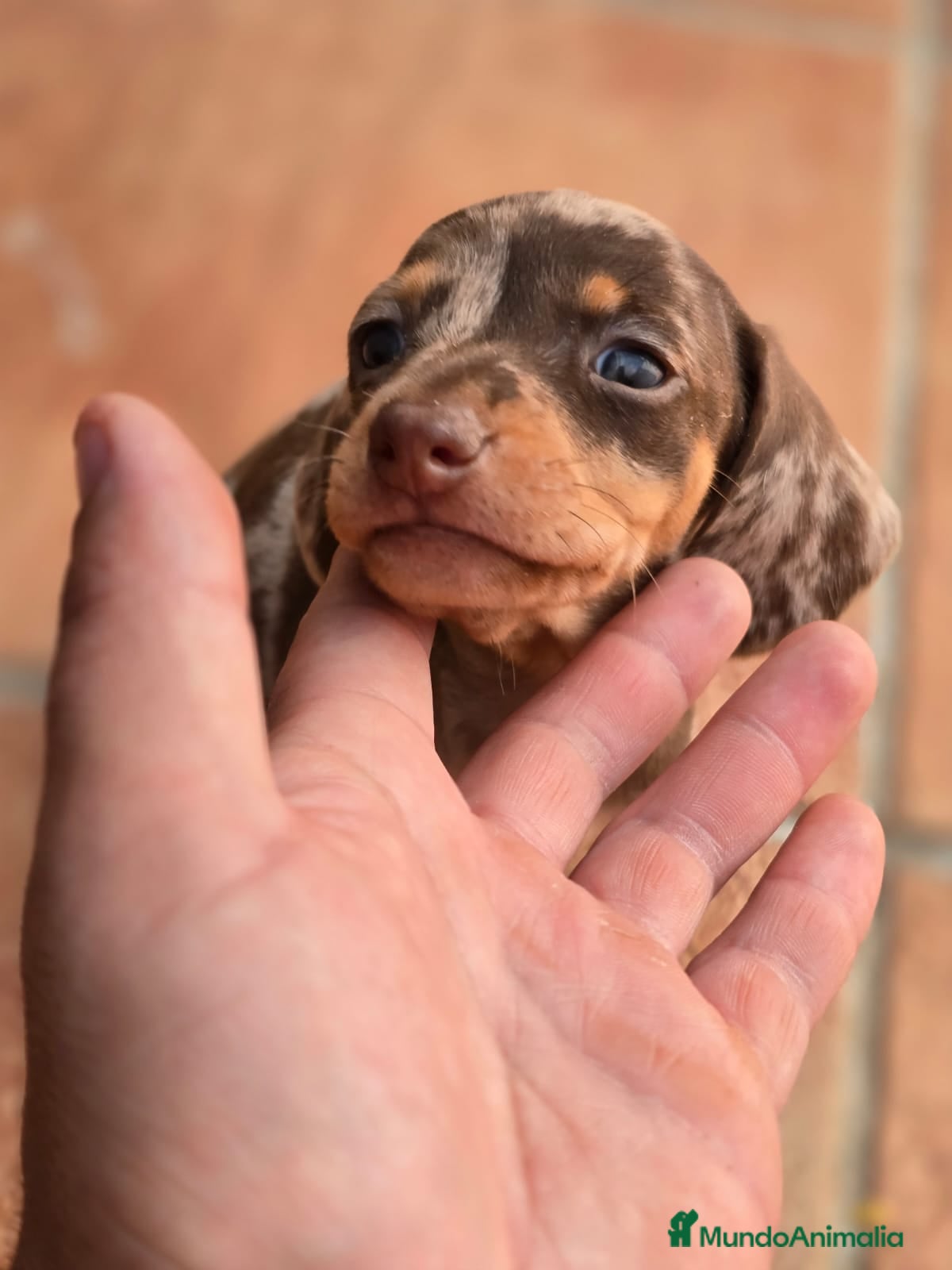 Teckel Miniatura perros Cachorros raza Teckel  en Granada - Anuncio 2