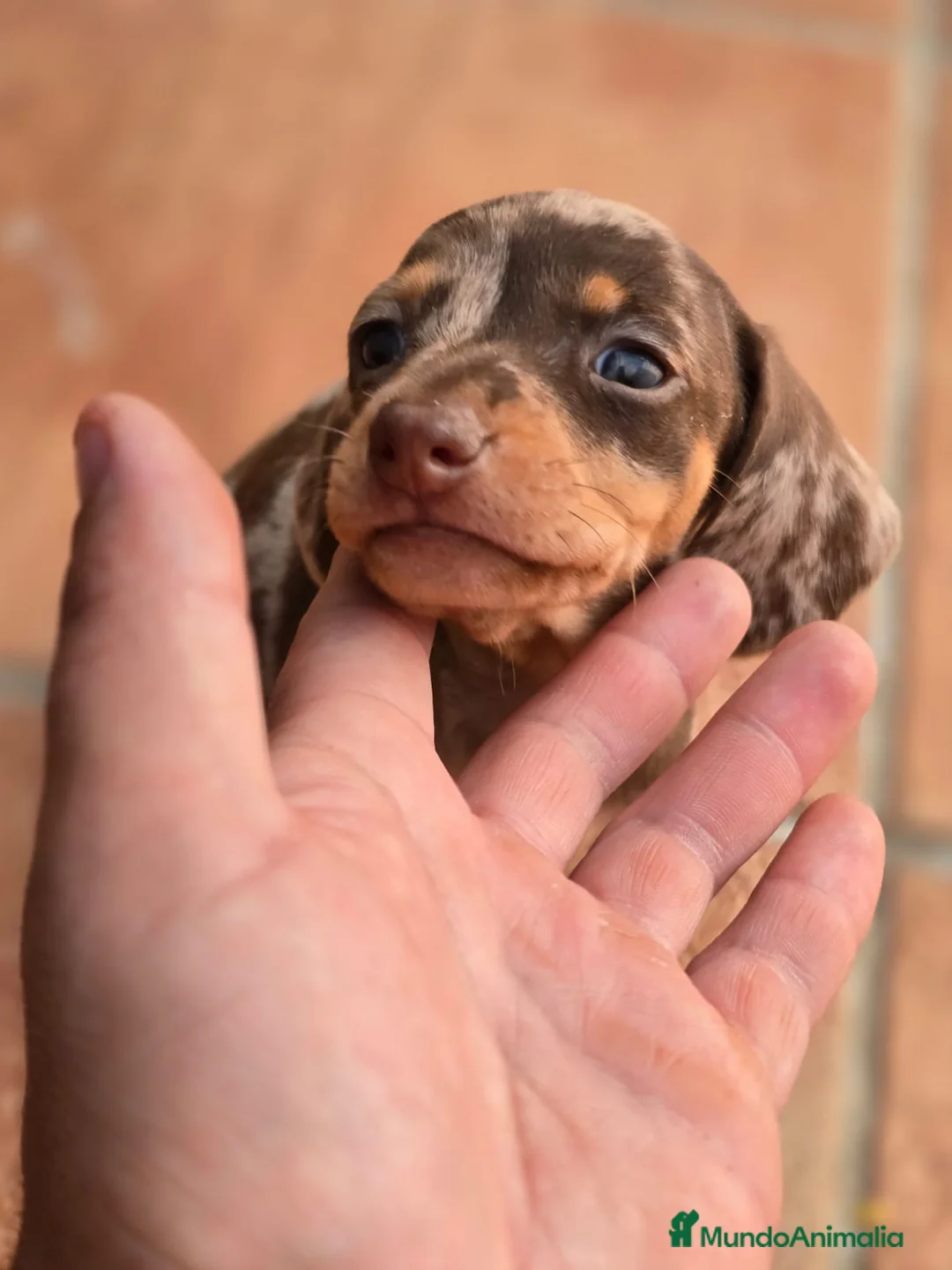 Teckel Miniatura perros en venta: Cachorros raza Teckel  en Granada - Anuncio 2