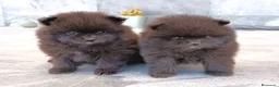 Pomerania perros en venta: Pomerania - Anuncio 4