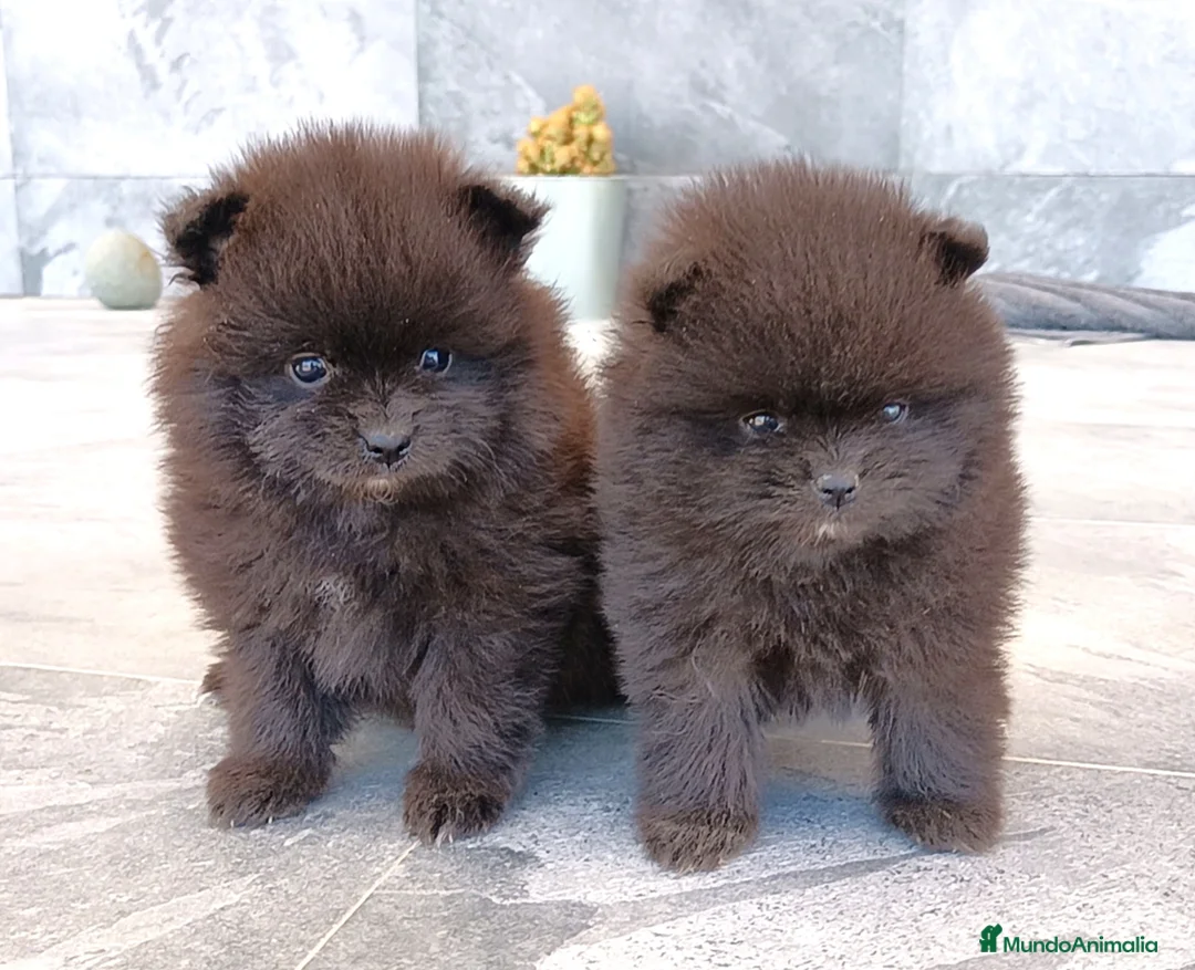 Pomerania perros en venta: Pomerania - Anuncio 4