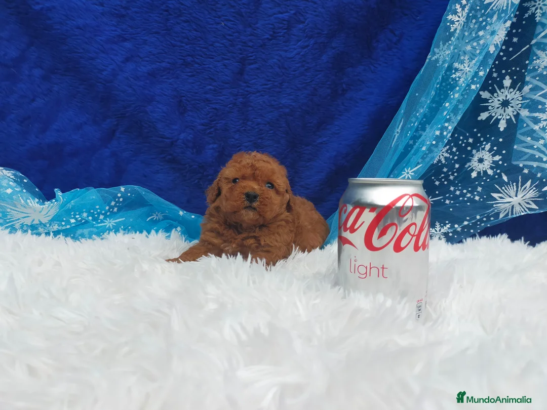 Caniche Toy perros en venta: PRECIOSOS CANICHE  ROJO LINEA TOY  - Anuncio 2