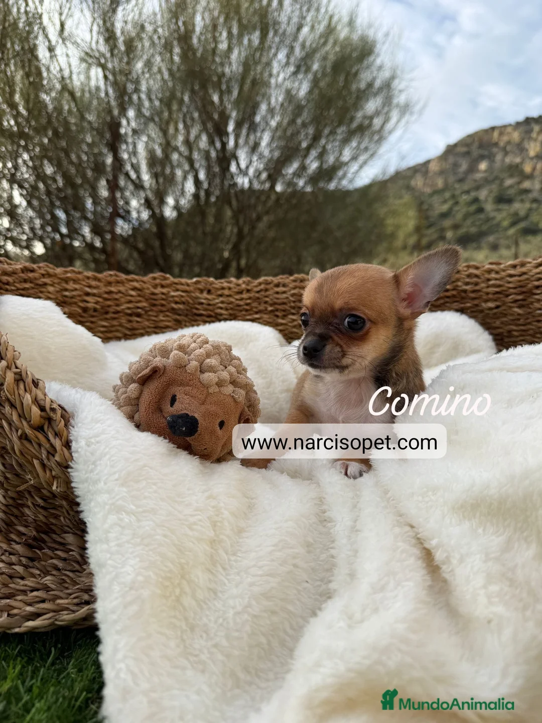 Chihuahua perros en venta: CHIHUAHUA - Anuncio 8