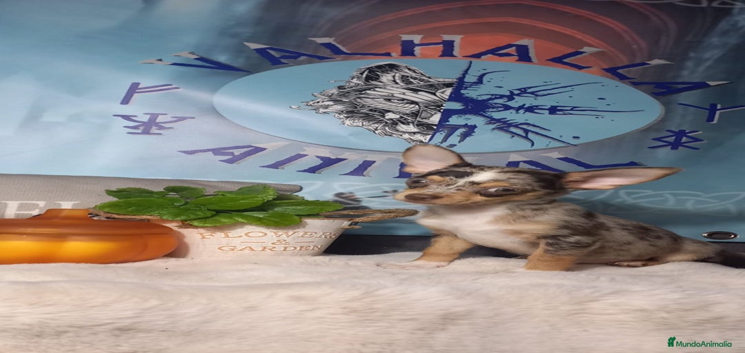 Imagen de galería {{count}}