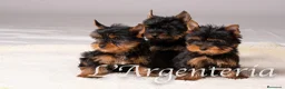 Yorkshire Terrier perros en venta: Camada Yorkshire Terrier  - Anuncio 3