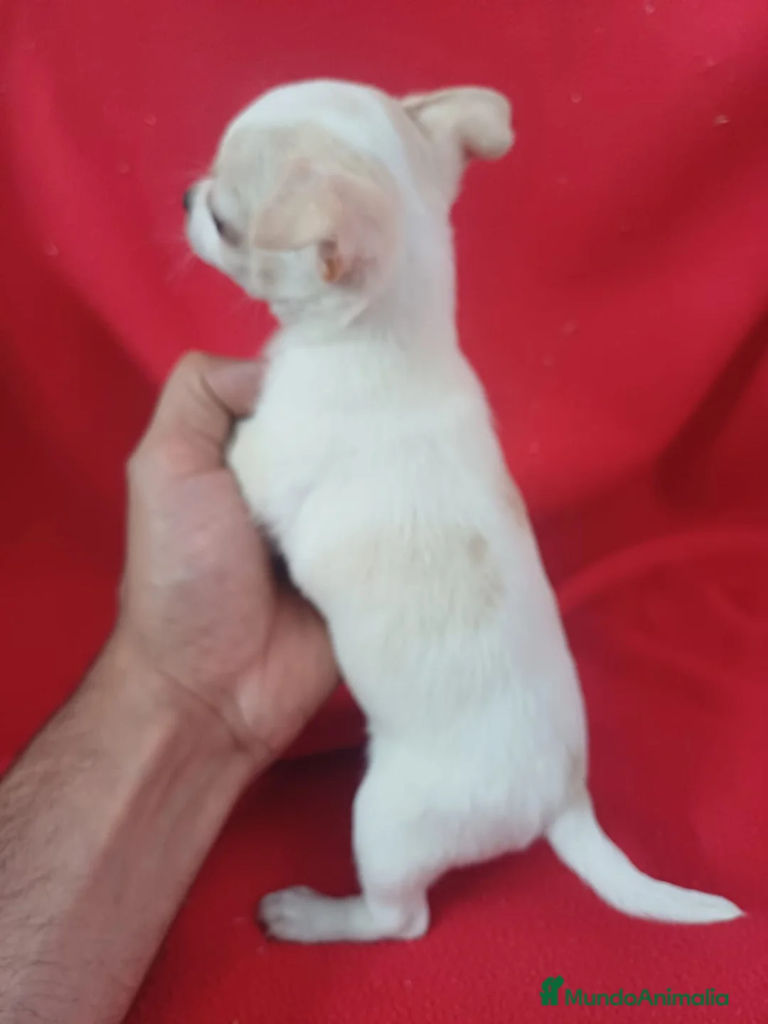 Chihuahua perros en venta: Chihuahua Mini  - Anuncio 2