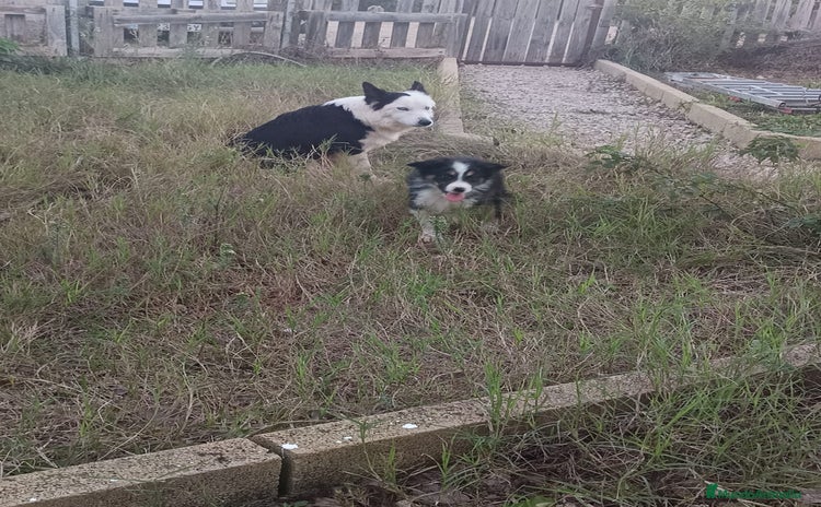 Border Collie perros Border collie  - Anuncio 1