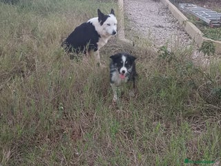 Border Collie perros Border collie - Anuncio 1