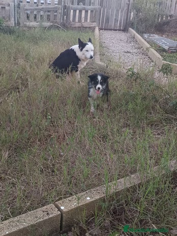Border Collie perros Border collie - Anuncio 1