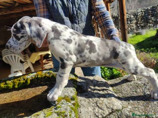 Dogo Argentino perros DOGO ARGENTINO-GRAN DANES - Anuncio 35