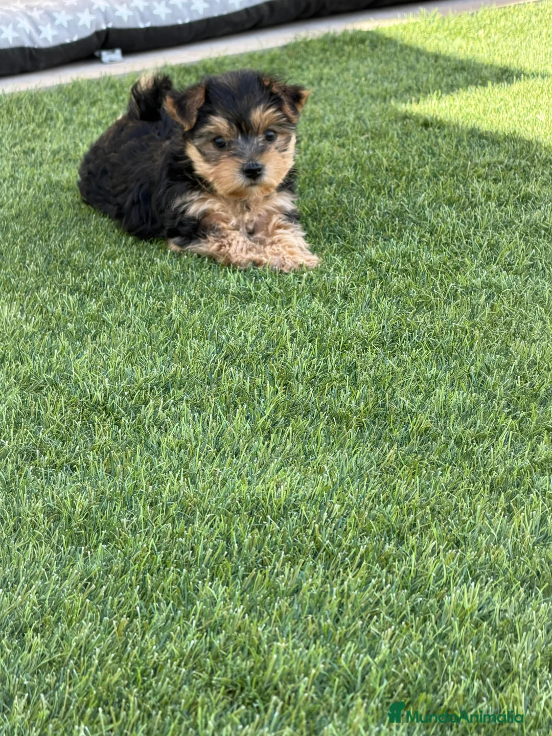 Yorkshire Terrier perros en venta: Yorkshire terrier Toy super pequeños  - Anuncio 2