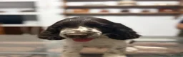 English Springer Spaniel perros en venta: Cachorros SPRINGER SPANIEL INGLÉS LÍNEA BELLEZA  - Anuncio 8
