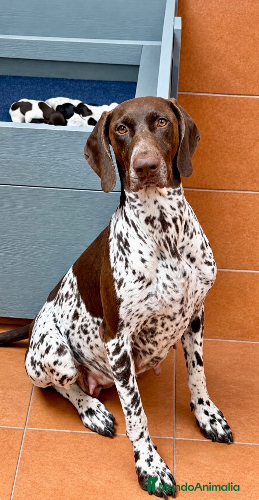 Braco Alemán de Pelo Corto perros en venta: Macho Braco Alemán con pedigrí  - Anuncio 2