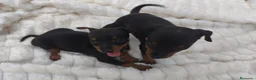 Pinscher Miniatura perros en venta: MINI PINSCHER TOY - Anuncio 4