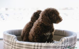 Perro de Agua Español perros en venta: camada perro de agua  - Imagen 6