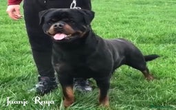 Rottweiler perros en venta: ROTTWEILER DISPONIBLE - Imagen 3