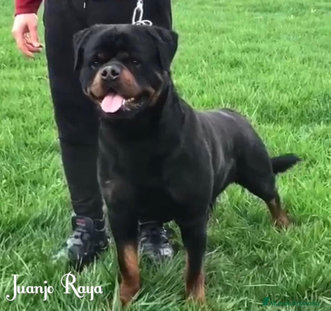 Rottweiler perros en venta: ROTTWEILER DISPONIBLE - Imagen 3