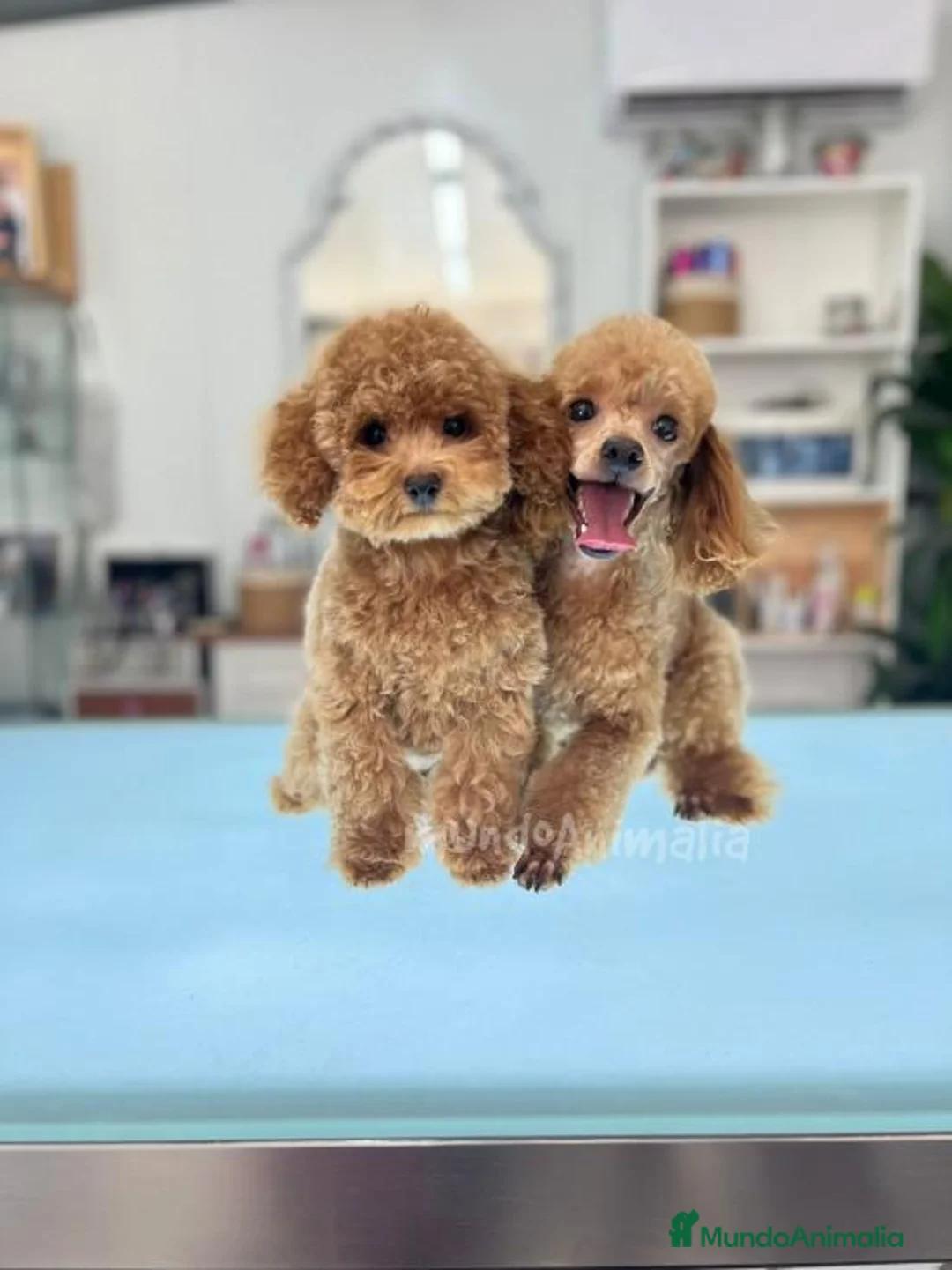 Imagen de galería {{count}}