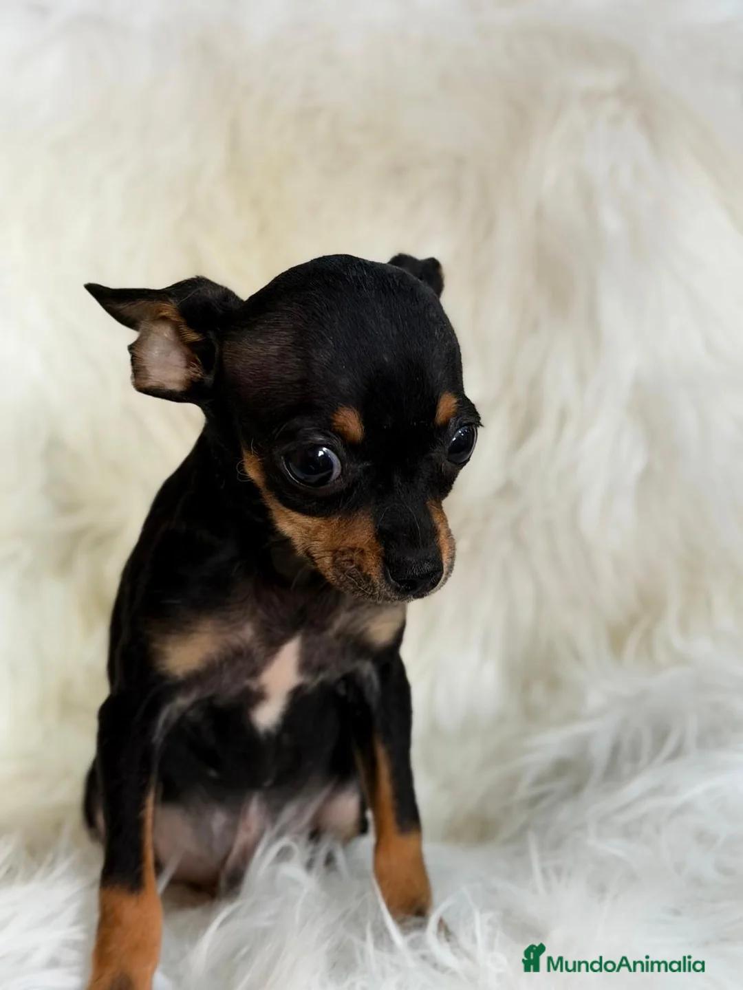 Ratón de Praga perros en venta: DIMINUTO RATÓN DE PRAGA MACHO - Anuncio 3