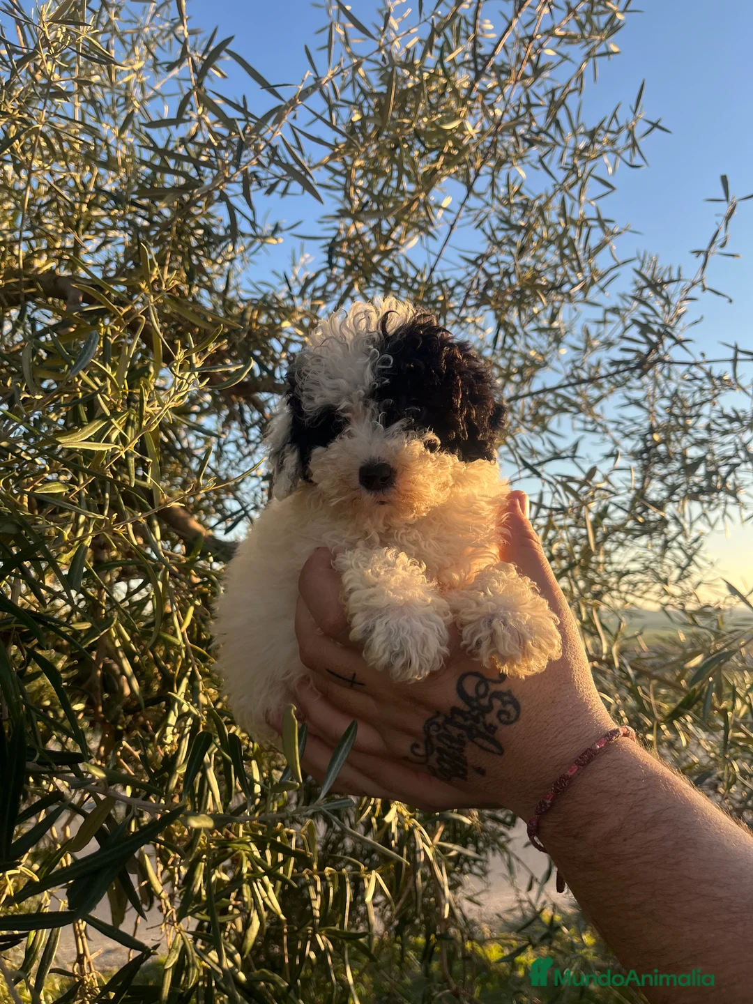 Caniche Enano perros en venta: Caniche enano - Anuncio 4