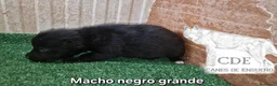 Perro Lobo Checoslovaco perros en venta: Wolfdog/Perro lobo - Anuncio 2