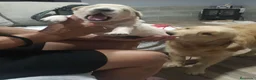 Golden Retriever perros en venta: Cachorros Golden retriever 🐶🐾 - Anuncio 4