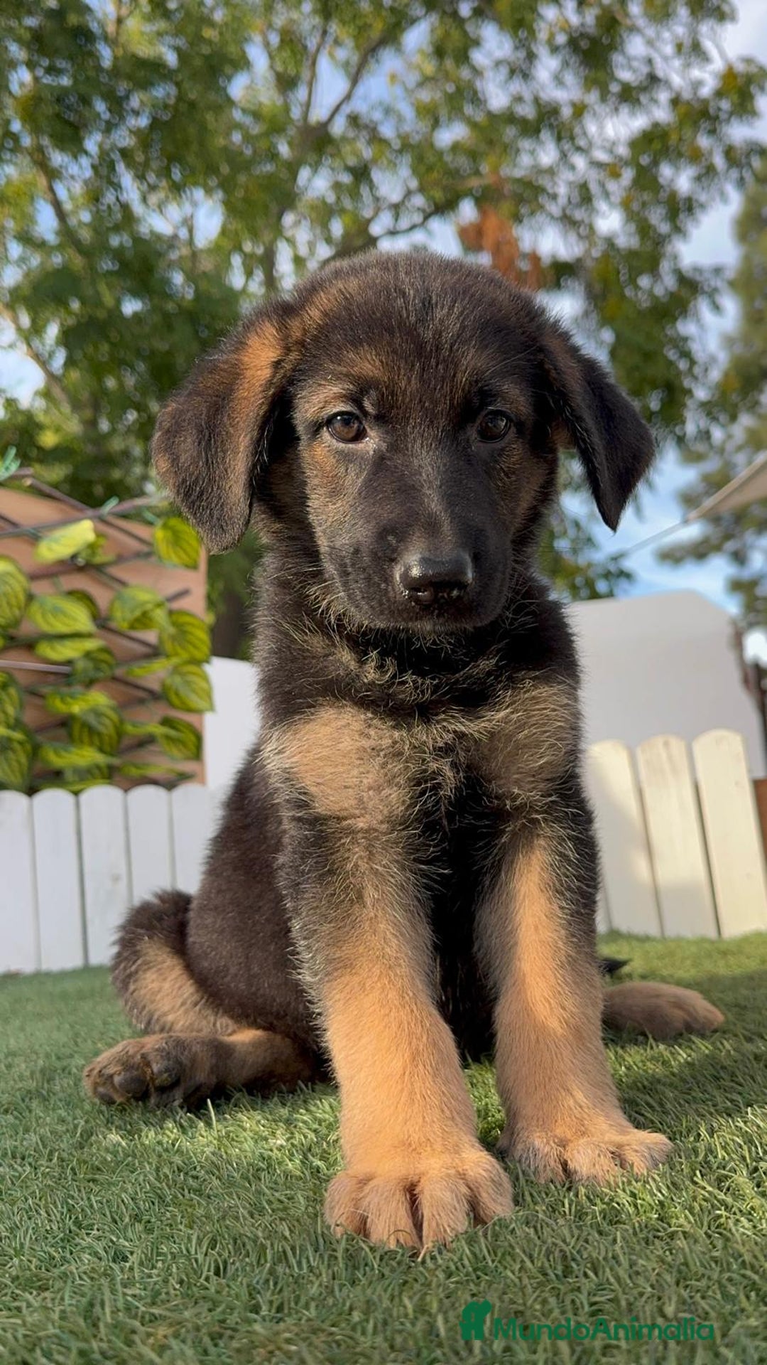 Pastor Alemán perros en venta: PASTOR ALEMAN HEMBRA - Imagen 6