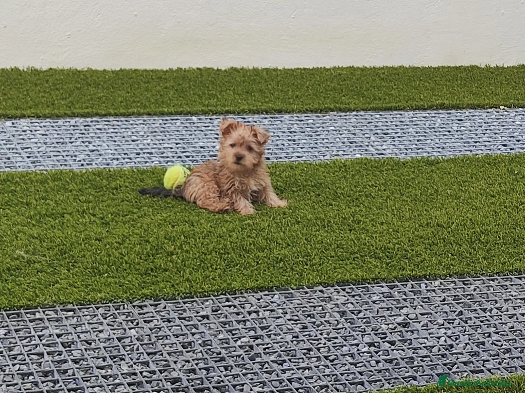Maltipoo perros en venta: Maltipoo - Anuncio 3