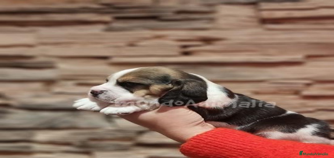 Imagen de galería {{count}}