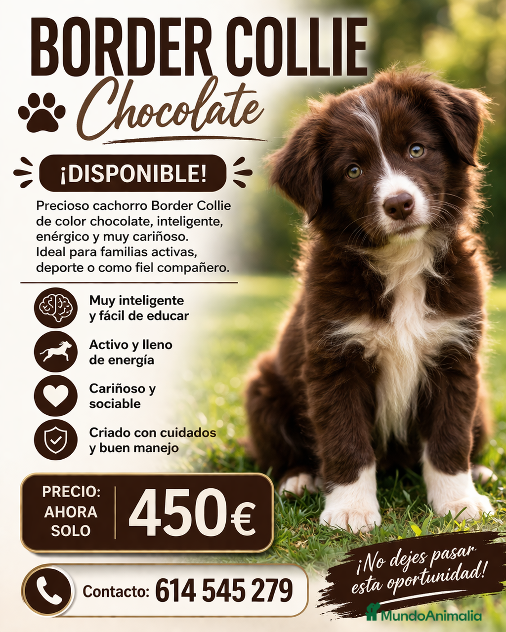 Border Collie perros BORDER COLLIE CHOCOLATE  - Anuncio 2