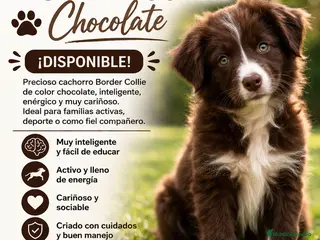 Border Collie perros BORDER COLLIE CHOCOLATE - Anuncio 2