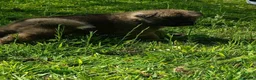 Akita Americano perros en venta: Akita americano - Anuncio 7