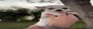 Chihuahua Cachorro 2