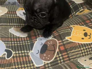 Bulldog Francés perros Bulldog francés - Anuncio 3