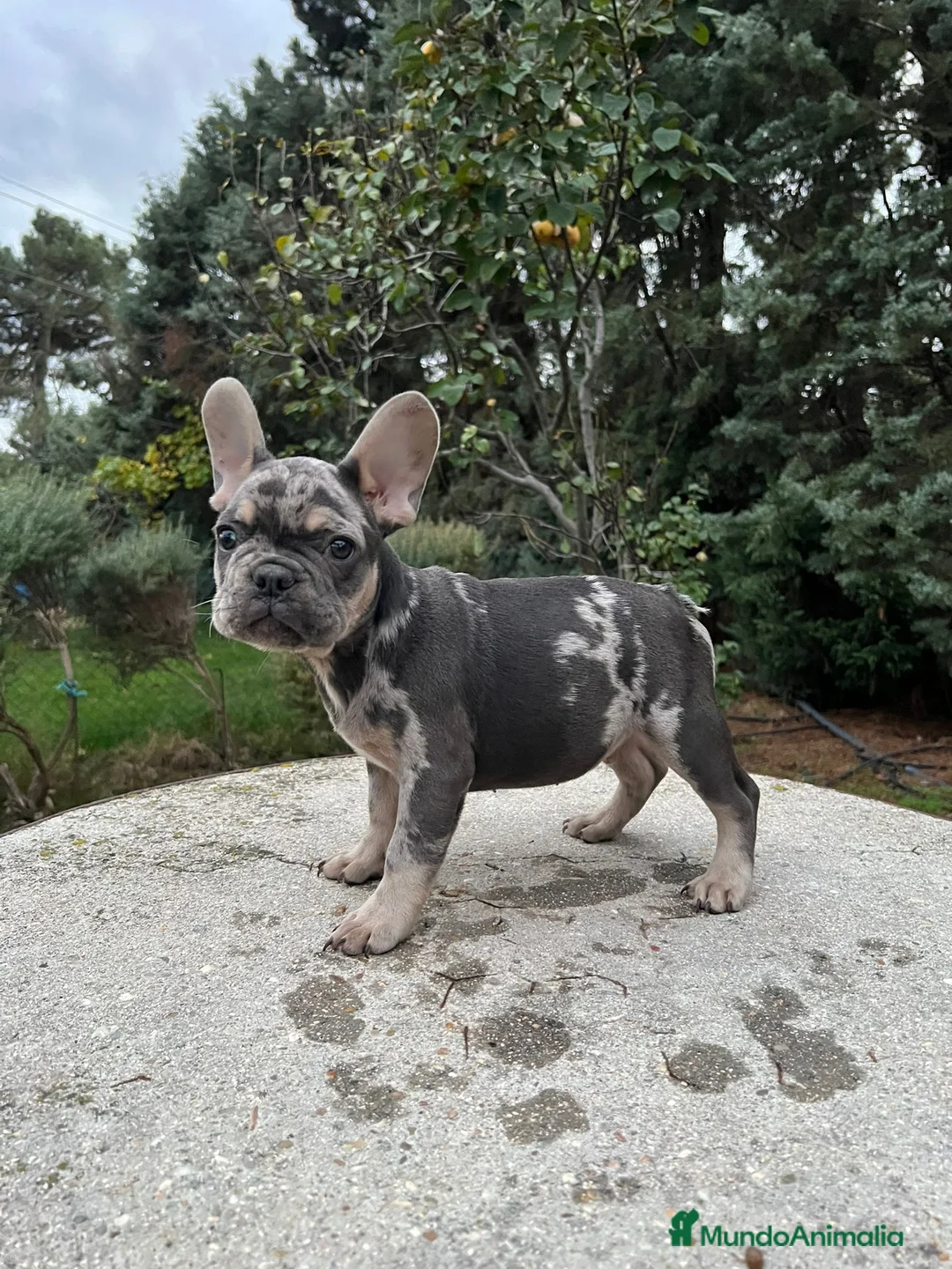 Bulldog Francés perros en venta: Bulldog francés blue y merles - Anuncio 4